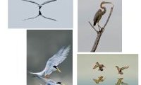 Javanicus : l'Art de photographier les Oiseaux