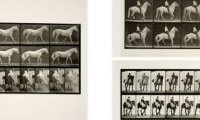 Eadweard Muybridge : The Complete Locomotion Photographs