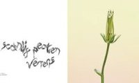 Fleurs sauvages