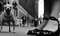 Visa pour l'image 2006