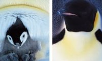 Frans Lanting, Penguin