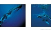 Baleines : aux premiers jours