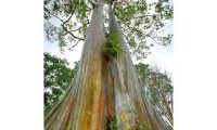 Ecorces : Voyage dans l'intimité des arbres du monde