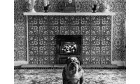 Elliott Erwitt's Dogs