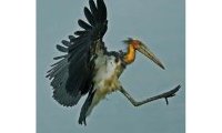 Javanicus : l'Art de photographier les Oiseaux