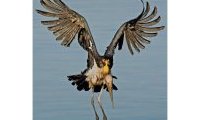 Javanicus : l'Art de photographier les Oiseaux