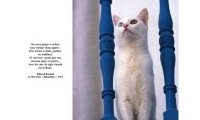 Un Monde de Chats : Au jour le jour