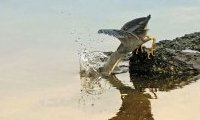 Javanicus : l'Art de photographier les Oiseaux