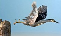 Javanicus : l'Art de photographier les Oiseaux