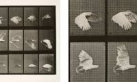 Eadweard Muybridge : The Complete Locomotion Photographs