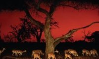 Frans Lanting, Okavango