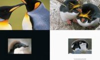 Frans Lanting, Penguin