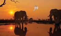 Frans Lanting, Okavango