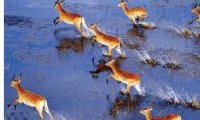 Frans Lanting, Okavango