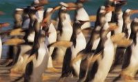 Frans Lanting, Penguin