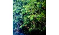 Forêts