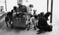 Elliott Erwitt's Dogs