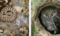 Regard sauvage