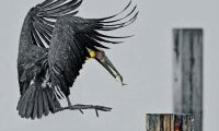 Javanicus : l'Art de photographier les Oiseaux