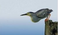 Javanicus : l'Art de photographier les Oiseaux