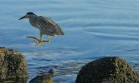 Javanicus : l'Art de photographier les Oiseaux