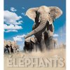 Incroyables Elephants