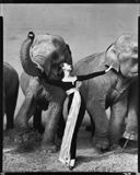 Richard Avedon - Photographies 1946 - 2004